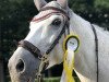 jumper Bestinov V L (KWPN (Royal Dutch Sporthorse), 2006, from Ustinov)