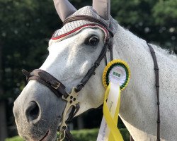 jumper Bestinov V L (KWPN (Royal Dutch Sporthorse), 2006, from Ustinov)