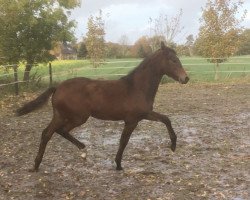 dressage horse Fiona (Hanoverian, 2020, from Fusionist)