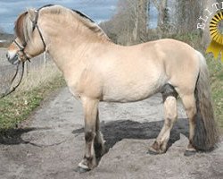 stallion Hjalmar (Fjord Horse, 1994, from Haugjo N.2025)