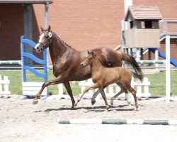 broodmare Limette (Hanoverian, 2016, from Livaldon)