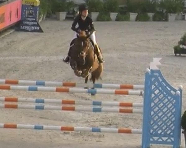 stallion Camillo VDL (KWPN (Royal Dutch Sporthorse), 2007, from Douglas)