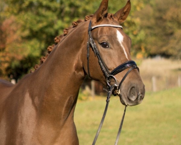 dressage horse Sir Henry (Rhinelander, 2015, from Sir Heinrich OLD)