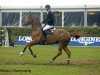 jumper Goldstern van het Keizershof (Belgian Warmblood, 2006, from Diamant de Semilly)