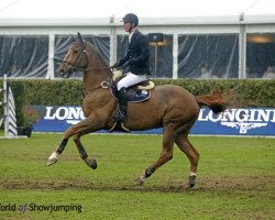 jumper Goldstern van het Keizershof (Belgian Warmblood, 2006, from Diamant de Semilly)