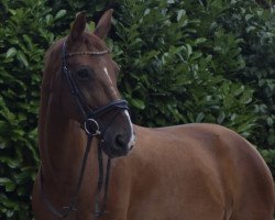 dressage horse Wilano 42 (German Warmblood, 2007, from Weltadel)