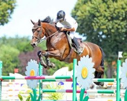 Springpferd Cheyenne de La Violle (Selle Français, 2012, von Nabab de Rêve)