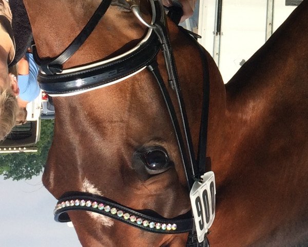 dressage horse Scarpa Gh (Hanoverian, 2014, from Susu's Boy)