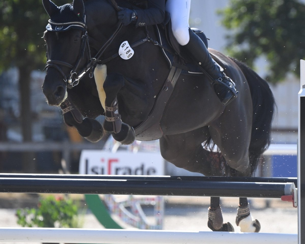 broodmare Fatima Me (Holsteiner, 2013, from Nekton)