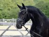 dressage horse Dreamboy 63 (Hanoverian, 2015, from Danciano)