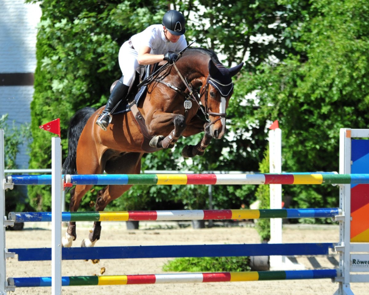 Springpferd Delano B (KWPN (Niederländisches Warmblut), 2008, von Pino)