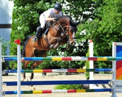 jumper Delano B (KWPN (Royal Dutch Sporthorse), 2008, from Pino)