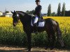 dressage horse Rubys Girl (Oldenburg, 2008, from Rubinero 2)