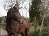 dressage horse Fredrik 2 (Westphalian, 2011, from First Selection)