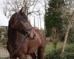 dressage horse Fredrik 2 (Westphalian, 2011, from First Selection)