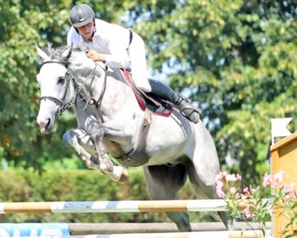 jumper Cobra de Garred (Selle Français, 2012, from Stormy de Sivry)