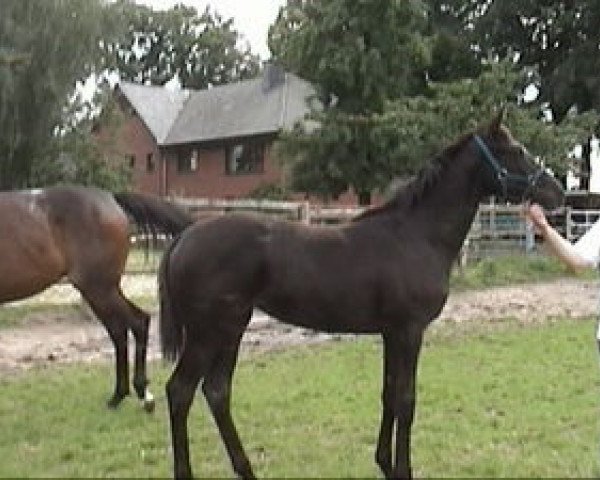 horse Wildblume xx (Thoroughbred, 2007, from Noroit xx)