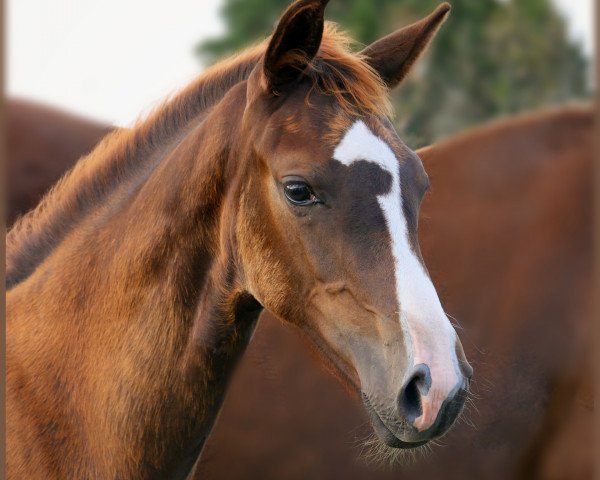 dressage horse Stute von Bon Courage (Oldenburg, 2020, from Bon Courage 4)