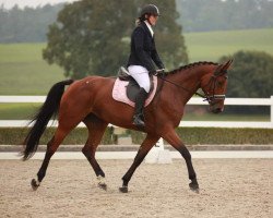 jumper Rietenberg's Layanah CH (Swiss Warmblood, 2014, from Lord Sinclair III)