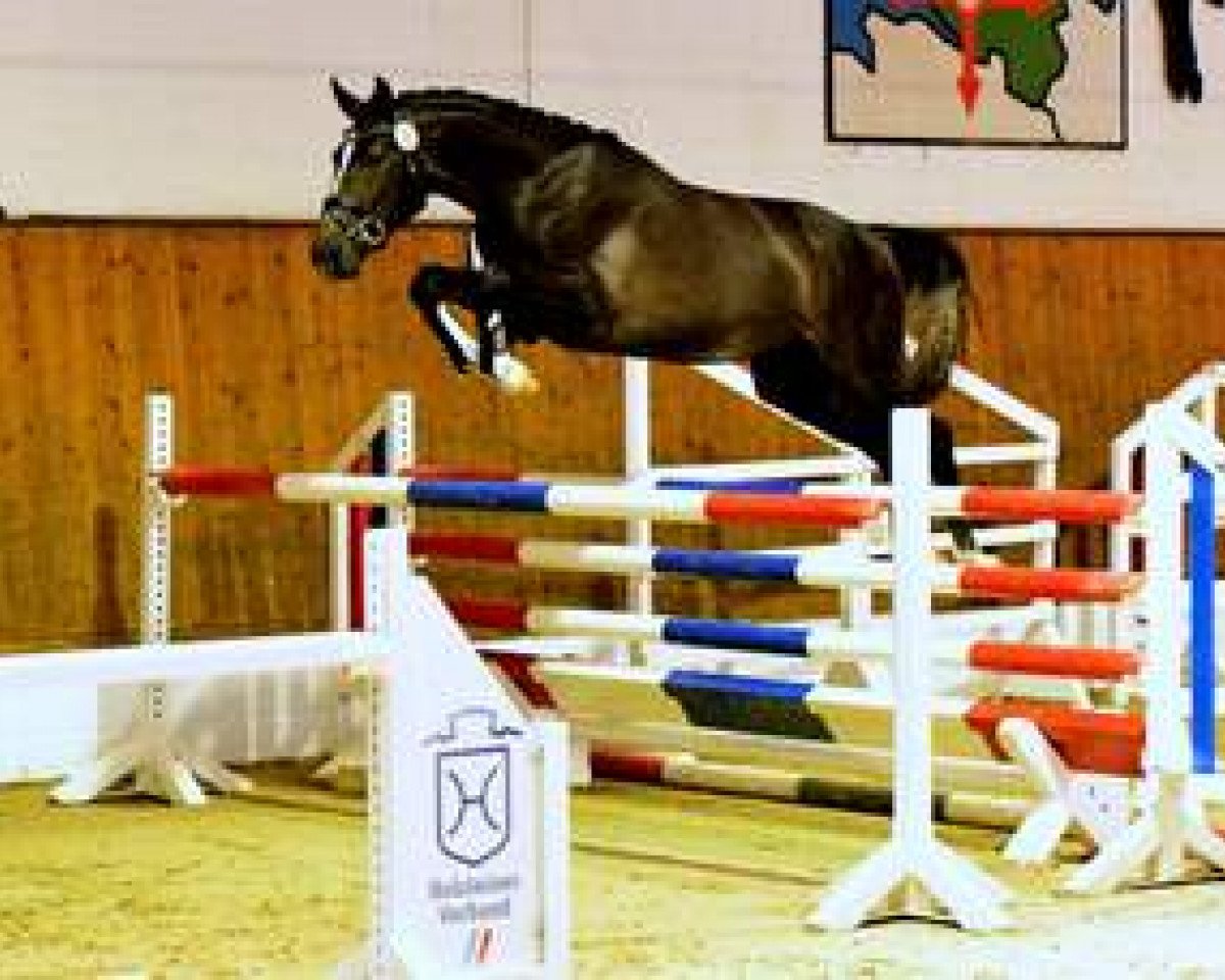 jumper Baristho (Holsteiner, 2015, from Bonaparte N AA)