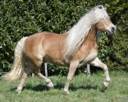 Pferd Monroe fan 'e Melkemahoeve (Haflinger, 2012, von Maisturm)