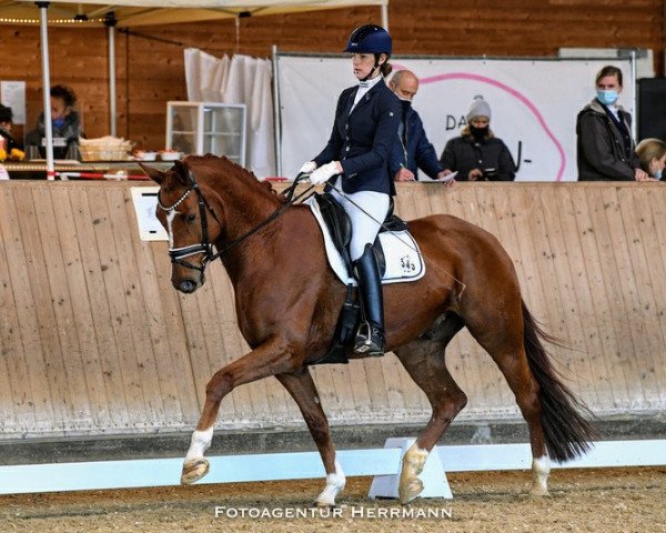dressage horse Accitano (Westphalian, 2014, from All At Once)