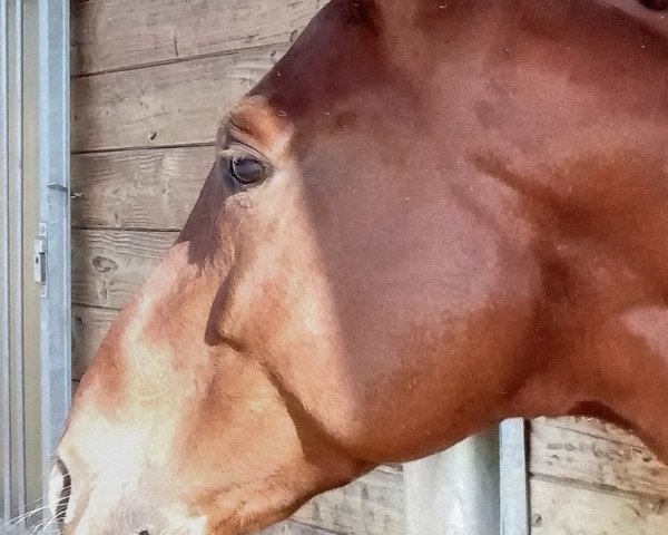 dressage horse Boccaccio 42 (Bavarian, 2011, from Belissimo NRW)