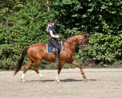 dressage horse Jetpack (Oldenburg, 2012, from Jazz)