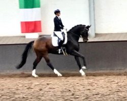 dressage horse Sammy D'amour (Oldenburg, 2015, from San Amour I)