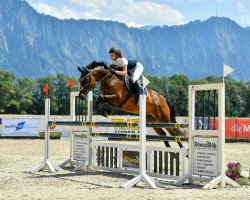 jumper Gantana (KWPN (Royal Dutch Sporthorse), 2011, from Bodinus)