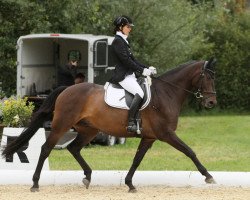 Springpferd Steinpilz (Holsteiner, 2005, von Casado)