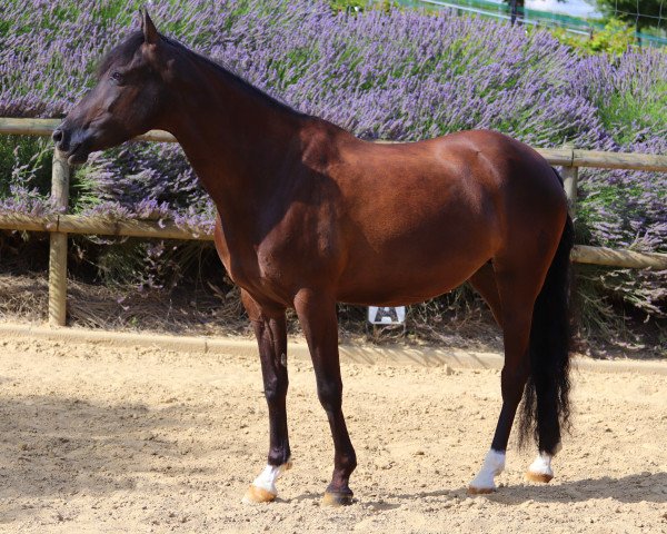 dressage horse To The Top (German Riding Pony, 2011, from Top Pepino)