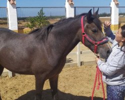 horse Cariña (Andalusier,  )