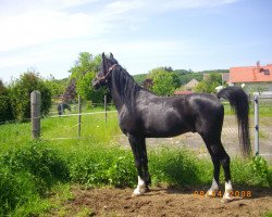 horse Kar Jasir ox (Arabian thoroughbred, 2006, from Dabrock El Nafe ox)