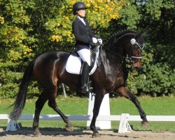 dressage horse Rhania 6 (Westphalian, 2008, from Rock Forever NRW)