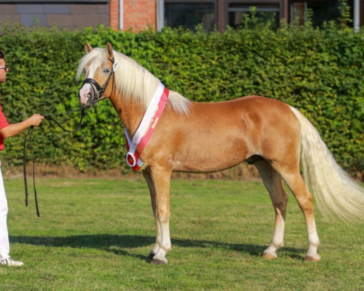 dressage horse Bali von den Alleegärten (Haflinger, 2018, from Borneo)