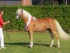 dressage horse Bali von den Alleegärten (Haflinger, 2018, from Borneo)