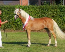 dressage horse Bali von den Alleegärten (Haflinger, 2018, from Borneo)