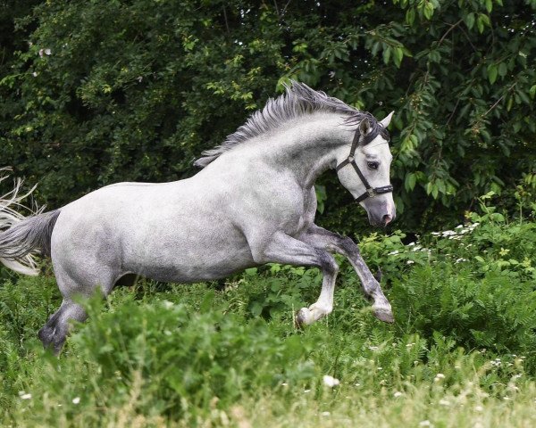 Deckhengst malibu-coco-ZF (Deutsches Reitpony, 2016, von Myloo CJ)