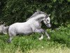 stallion malibu-coco-ZF (German Riding Pony, 2016, from Myloo CJ)