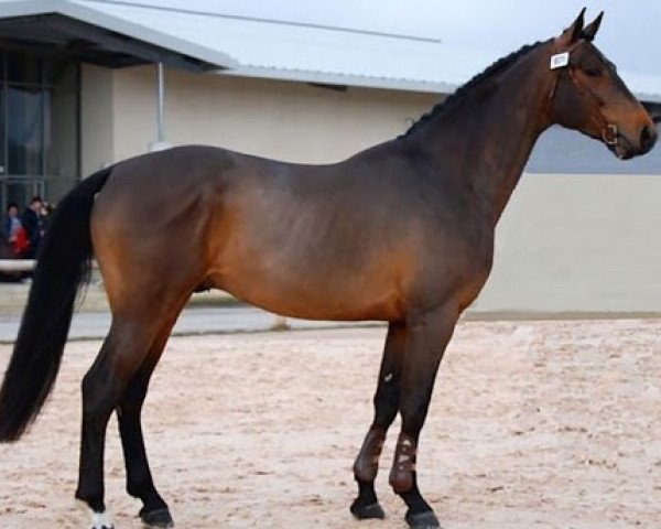 stallion Siryus de Bavoz (Selle Français, 2006, from Argentinus)