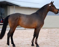 stallion Siryus de Bavoz (Selle Français, 2006, from Argentinus)