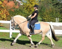 broodmare Lista vom Walnußbaum (Fjord Horse, 2012, from Kastanielystens Rasmus)