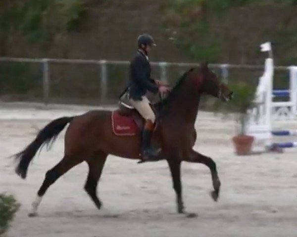 stallion L'Arcangelo Z (Zangersheide riding horse, 2006, from L'Arc de Triomphe)