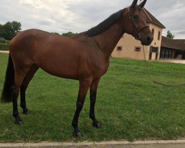 broodmare Love Me Kim Batilly Z (Zangersheide riding horse, 2012, from L'Arcangelo Z)