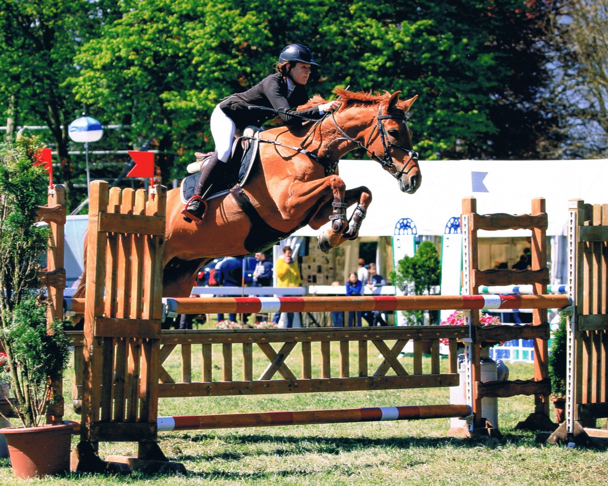 Zuchtstute Diva Fs CH (Schweizer Warmblut, 2008, von Davidoff V. Schl'Hof CH)