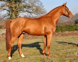 stallion Banzaï Semilly (Selle Français, 2011, from Quaprice Z)