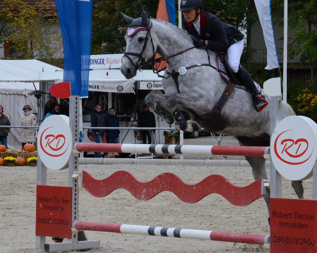 jumper Free Falling (KWPN (Royal Dutch Sporthorse), 2010, from Indorado)