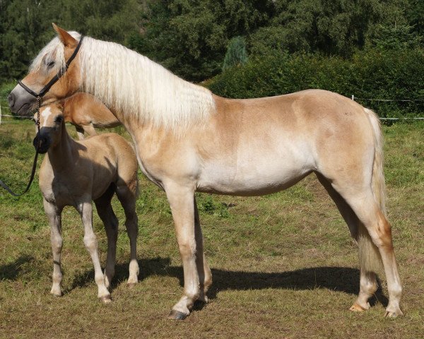 broodmare Ayana vom Eulental (Haflinger, 2016, from Amecello)