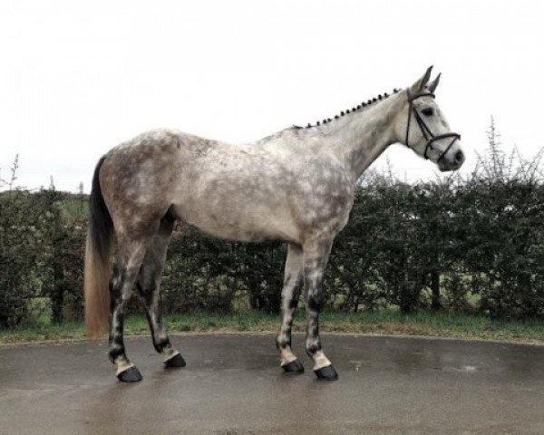 horse Egyptian Blue Batilly (Selle Français, 2014, from Cap Kennedy)